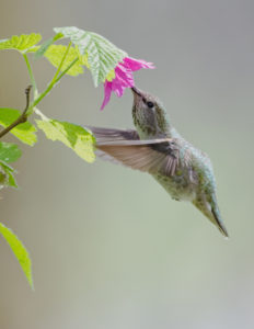 Anna's hummingbird visiting a Salmonberry flower by Jan Eklof