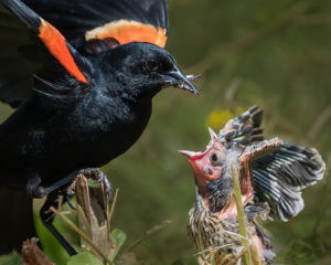 Male redwinged blackbird feeds an insect to a nestling