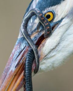 Great Blue Heron with a Garter snake in it's mouth