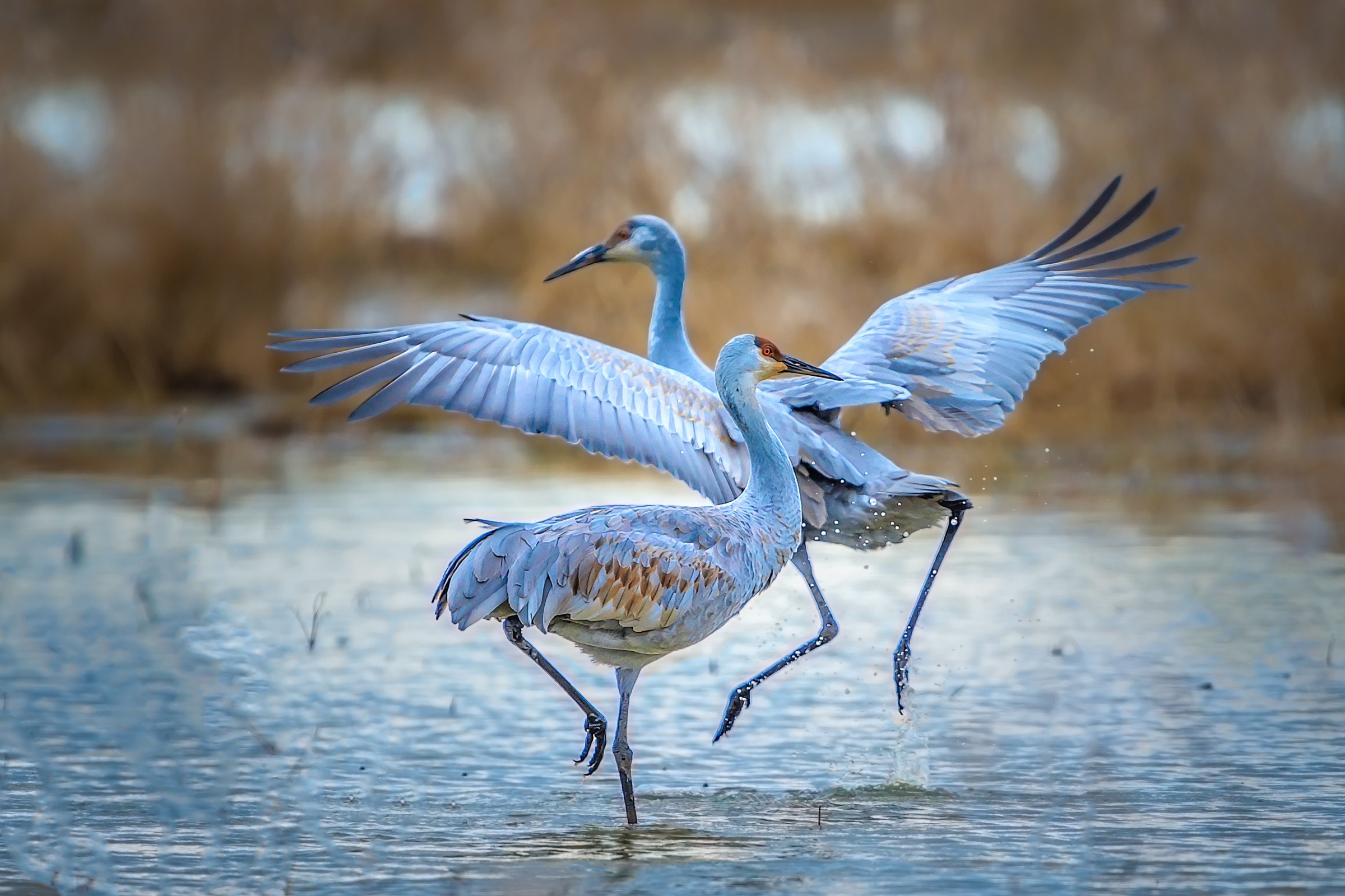 2014 Photo Contest Winners - Friends Of The Ridgefield National 