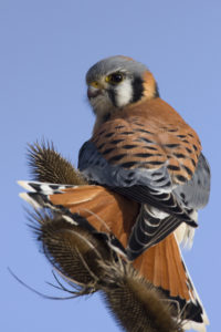 American Kestrel stretching its tailfeathers