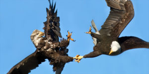 Adult and juvenile bald eagle practice territory displays and aerial acrobatics