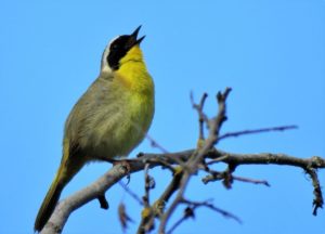 commonyellowthroat Susan setterberg