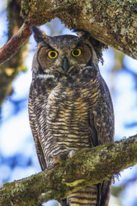 Great Horned Owl