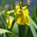 yellowflag iris