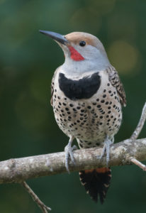 northern flicker