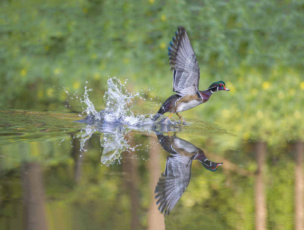 2017 Photo Contest Winners - Friends of the Ridgefield National ...