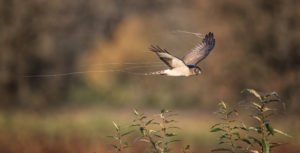 Northern Harrier flying low to the ground with spider webs trailing from its wings