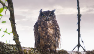 Great Horned Owl, Credit: Abby Orth, Youth 1st Place, 2017 Refuge Photo Contest