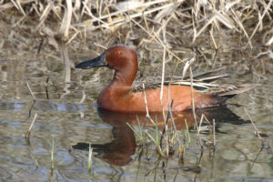 cinnamon teal