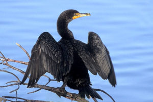 800px-Double-crested_Cormorant_at_Ding_Darling_NWR