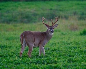 Whitetailed deer habitat jan18