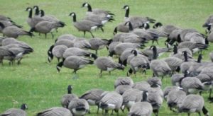 geese habitat jan18