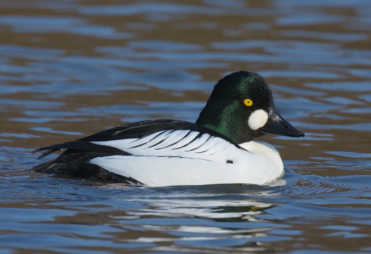 Barrow's goldeneye: a species of duck with brilliant yellow eyes