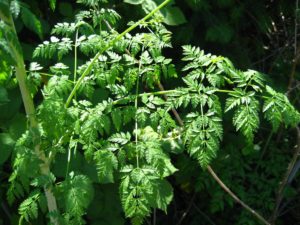 Poison Hemlock