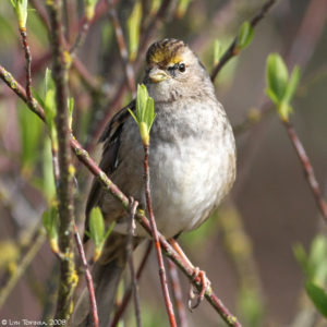 RNWR_golden-crowned_sparrow_in_brush_03-05-08Lyn Topinka