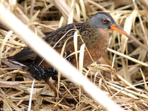 RNWR_virginia_rail_in_grasses_04-01-08_LynTopinka