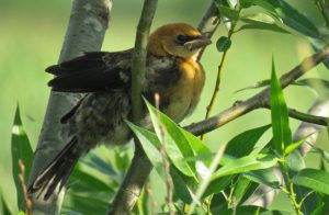 Young Yellow-headed Blackbird