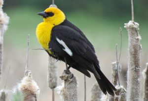 Adult Male Yellow-headed Blackbird