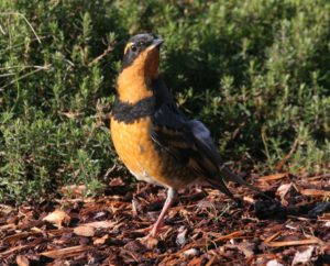 Thrush, Varied