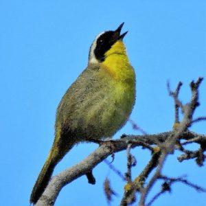 common yellowthroat Susan S