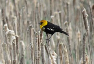 Yellow-headed Blackbird