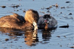 Pied-billed Grebe and baby eating a small fish by Fred Kerr, 2019