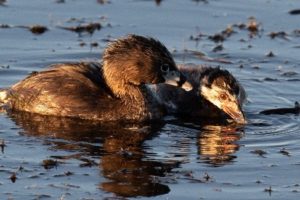 Fred Kerr pied billed grebe2