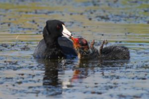 coots scott carpenter