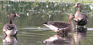 RNWR_greater_white-fronted_geese_10-12-11_B lyn topinka