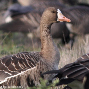 RNWR_greater_white-fronted_goose_11-16-08_med Lyn Topinka