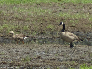 Greater white-fronted compared to a canada goose