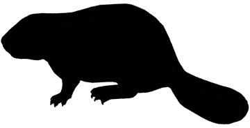 beaver outline
