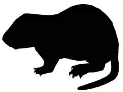 nutria outline