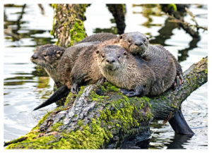 3 River Otters sit on a log over the slough