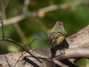 ruby crowned kinglet Andy Reago & Chrissy McClarren