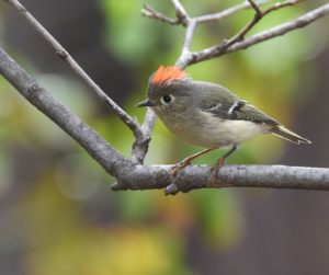 ruby crowned kinglet crest Andy Reago & Chrissy McClarren