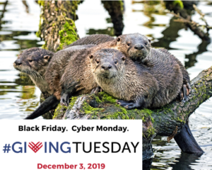 GivingTuesday19otters