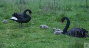 Credit: Barbara Burgess (at their farm)