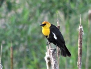 Yellow-headed Blackbird - Susan Setterberg