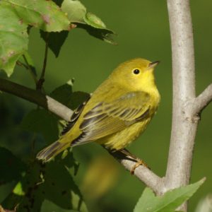 yellowwarbler flickr