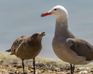 Heermann's Gull and fledgling