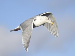 1280px-Glaucous-winged_Gull_01