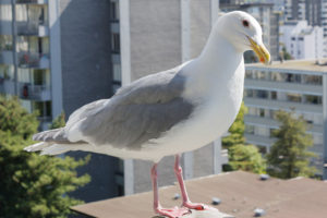 1280px-Glaucous-winged_gull