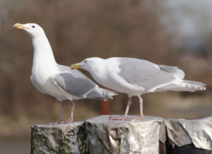 1280px-Larous_glaucescens_-_glaucous-winged_gull_on_Fraser_River