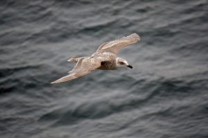 Juvenile Glaucous-winged Gull