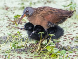 Virginia Rail and chicks Jenny Bowlden, 1st Place, 2020 Refuge Photo Contest Winner