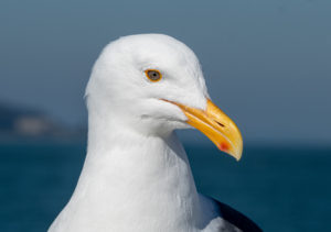 Western Gull