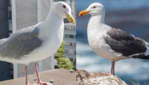 Glaucous-winged and Western gull