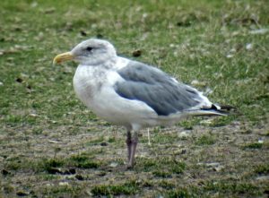 western glaucous winged hybrid gull